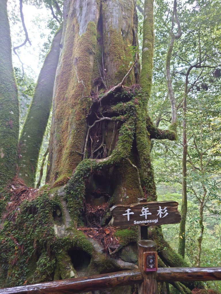 屋久島訪問記