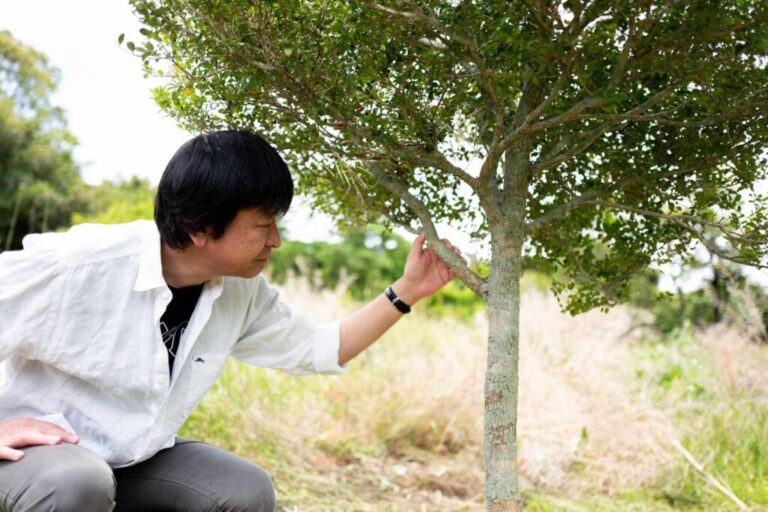 薩摩本柘植(さつまほんつげ)の産地・鹿児島へ 8年前に植えた柘植の木に会いに行きました | お知らせ | 小林大伸堂