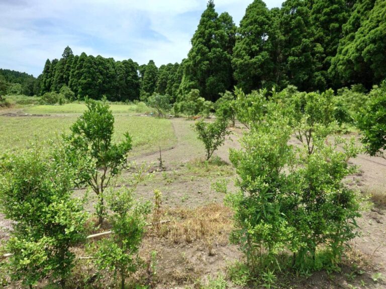 薩摩本柘植(さつまほんつげ)の産地・鹿児島へ 8年前に植えた柘植の木に会いに行きました | お知らせ | 小林大伸堂