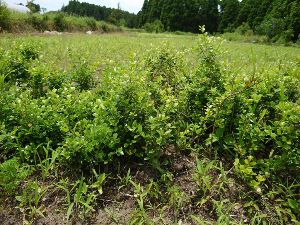 薩摩本柘植(さつまほんつげ)の産地・鹿児島へ 8年前に植えた柘植の木に会いに行きました | お知らせ | 小林大伸堂